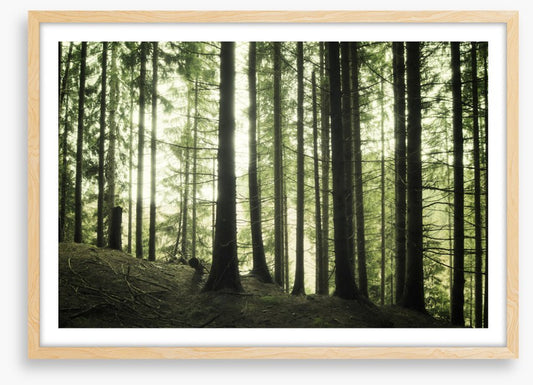 Forests