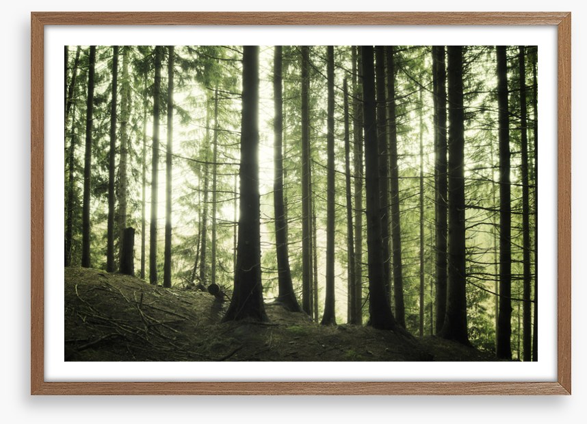 Forests