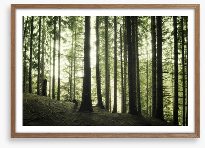 Forests