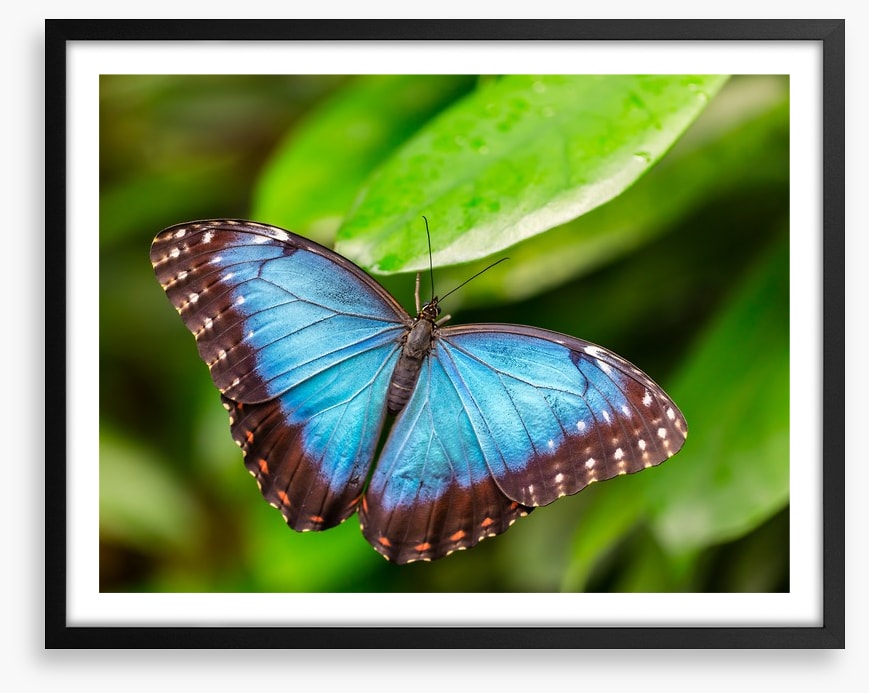Butterflies