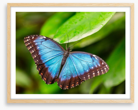 Butterflies