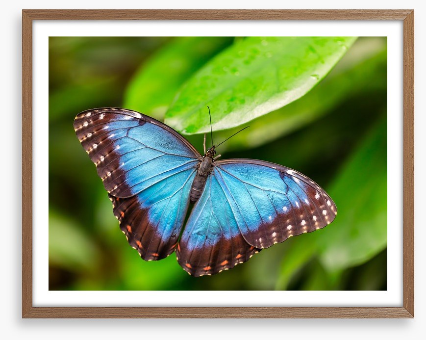Butterflies