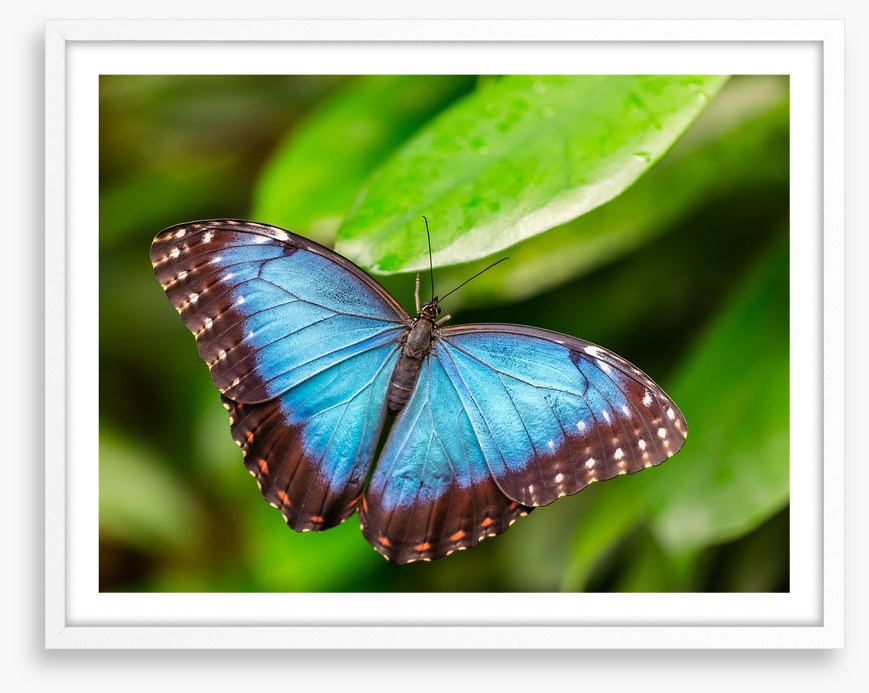 Butterflies