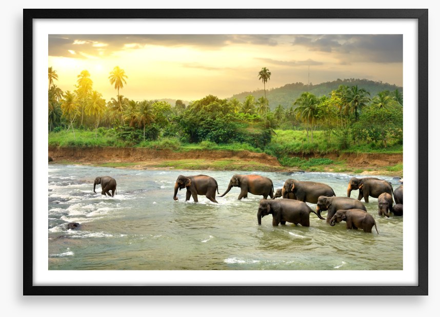 Elephant river