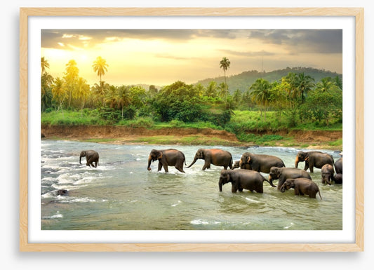 Elephant river