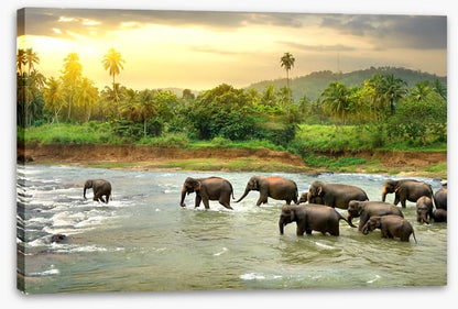 Elephant river