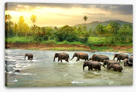 Elephant river