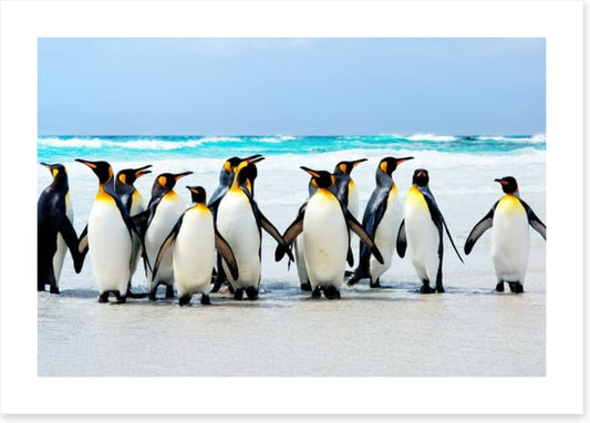 Kings of the beach
