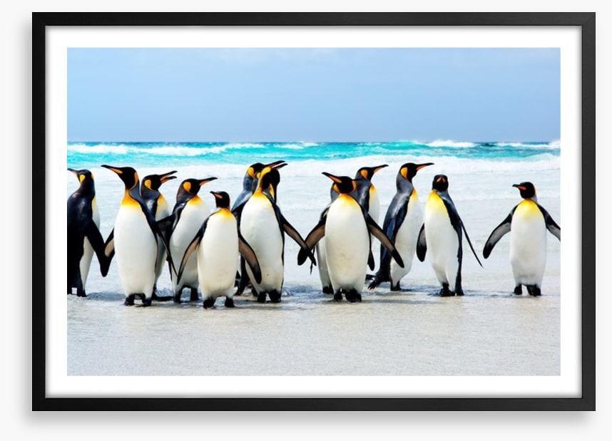 Kings of the beach