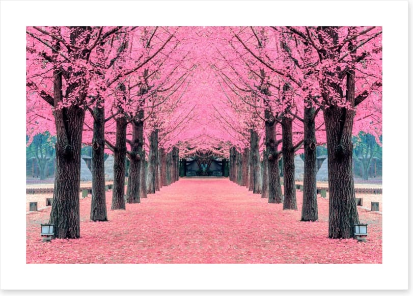 Pink blossom tunnel, Nami Island