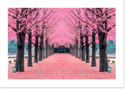 Pink blossom tunnel, Nami Island