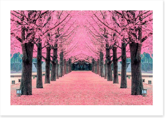 Pink blossom tunnel, Nami Island
