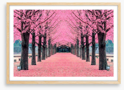 Pink blossom tunnel, Nami Island