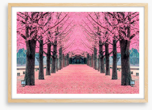 Pink blossom tunnel, Nami Island