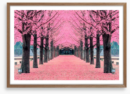 Pink blossom tunnel, Nami Island
