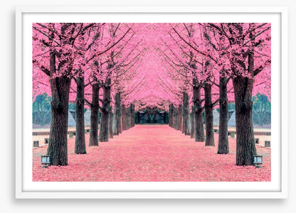 Pink blossom tunnel, Nami Island