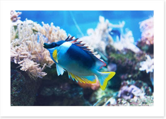 Fish / Aquatic