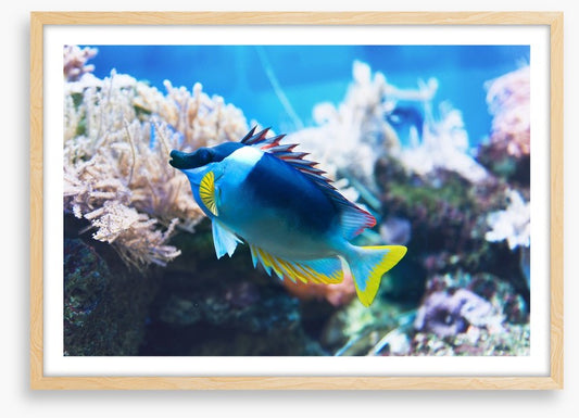 Fish / Aquatic