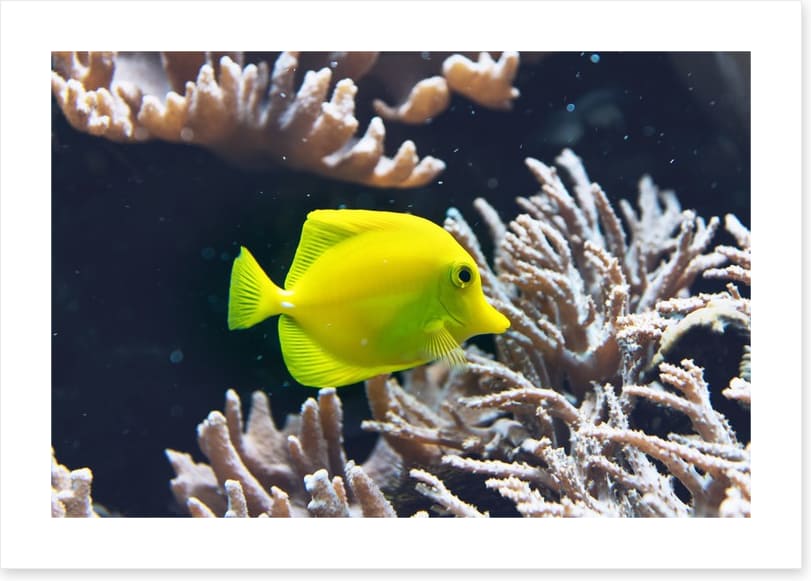 Fish / Aquatic
