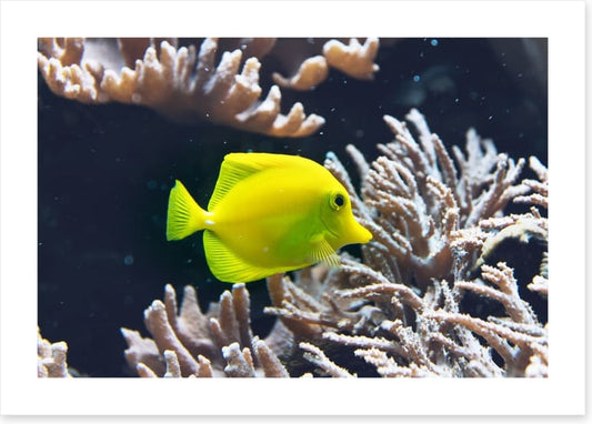 Fish / Aquatic