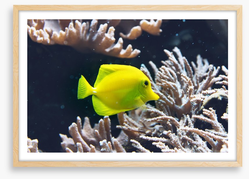 Fish / Aquatic