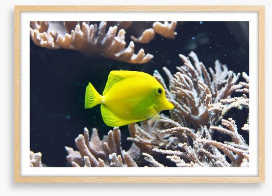 Fish / Aquatic