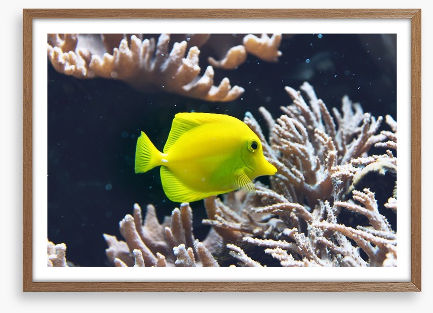Fish / Aquatic