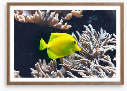Fish / Aquatic