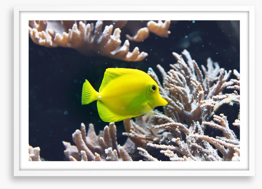 Fish / Aquatic