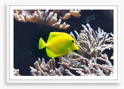 Fish / Aquatic