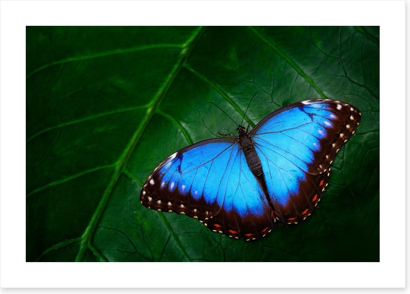 Butterflies