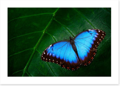 Butterflies