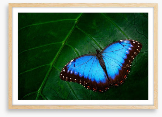 Butterflies