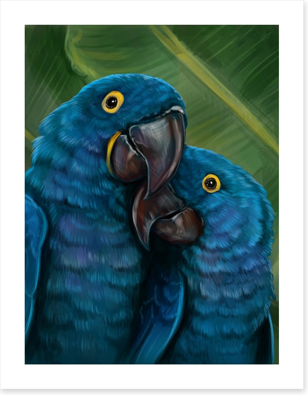 Blue parrot love