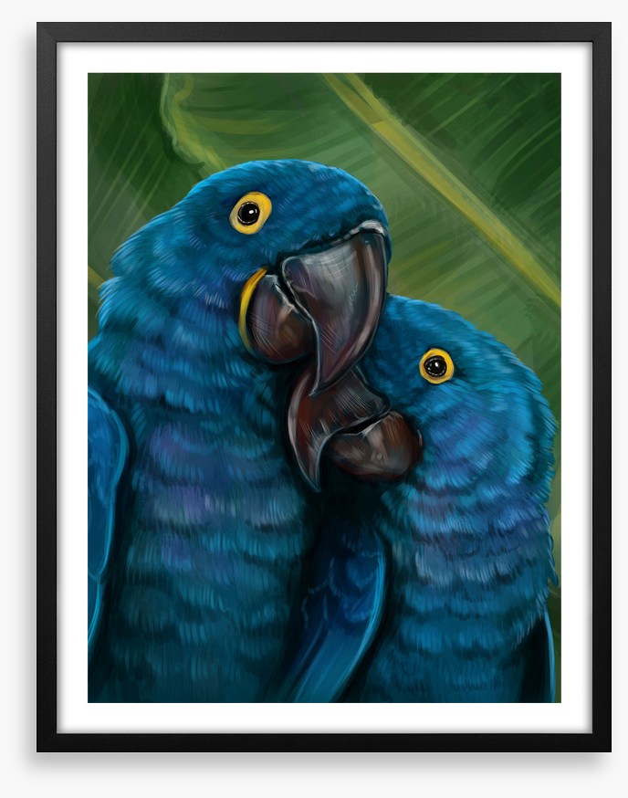 Blue parrot love