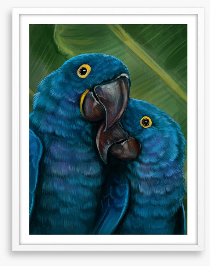 Blue parrot love