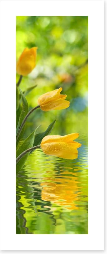 Yellow tulip ripples