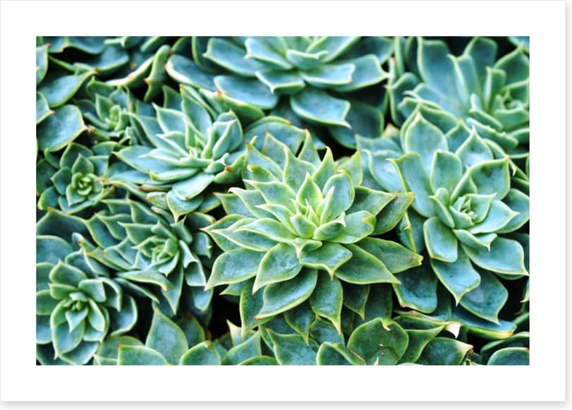 Succulent rosettes