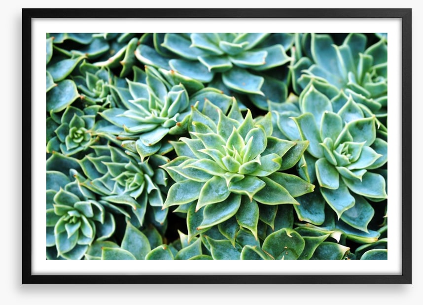 Succulent rosettes