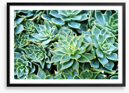 Succulent rosettes