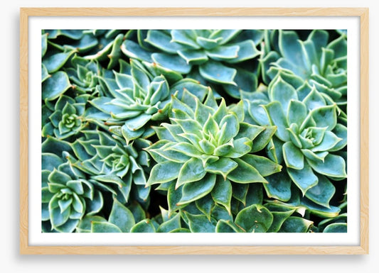 Succulent rosettes