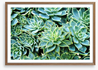 Succulent rosettes
