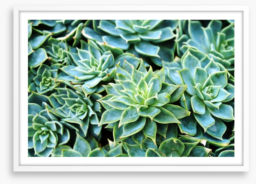 Succulent rosettes