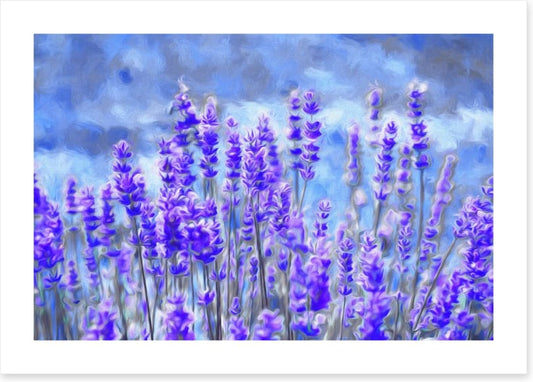 Lavender for luck