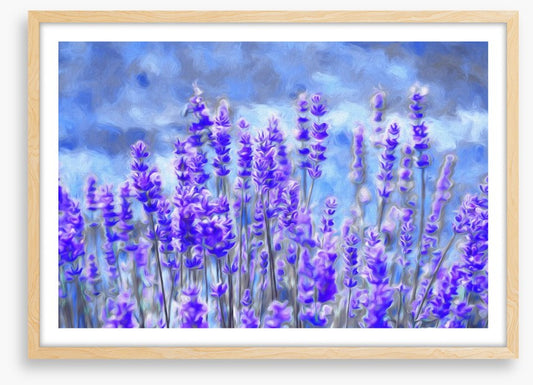 Lavender for luck
