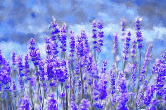 Lavender for luck