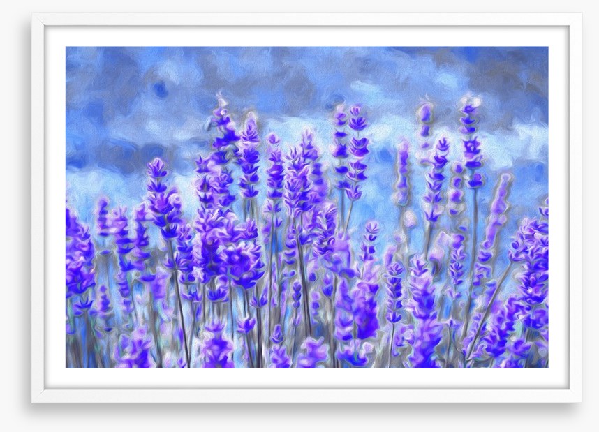 Lavender for luck
