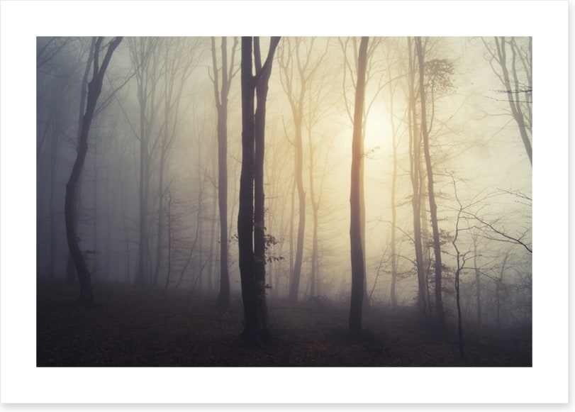 Forests