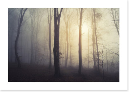 Forests