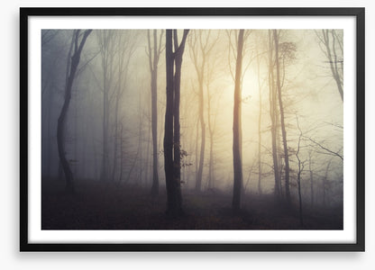 Forests